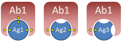 Model of Crossreactivity