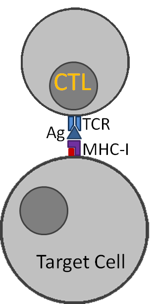 Cytotoxic T-lymphocytes