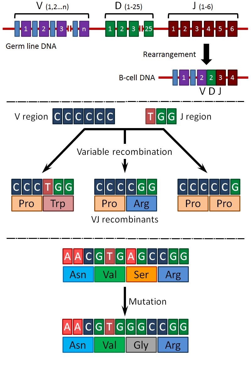 gene sequence definition antibodies