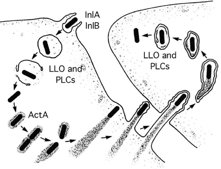 Life-cycle of Listeria monocytogenes