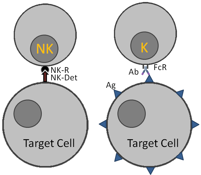 NK cells