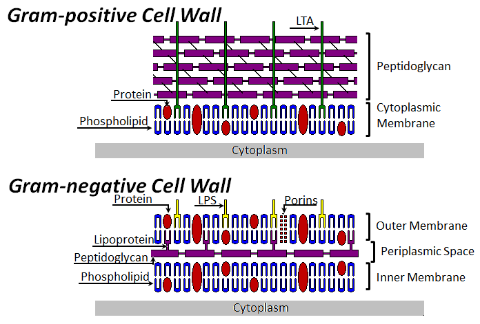 Bacterial Cell Wall Structure