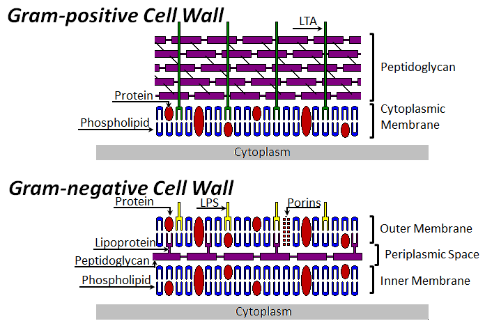 peptidoglycan structure in gram positive bacteria