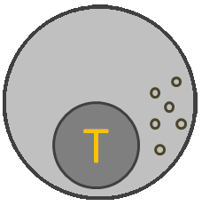 Induced T-Cell