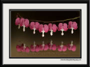 bleeding_hearts_2005-hr.jpg