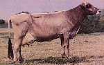 Just another cow