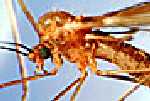 The Mosquito
