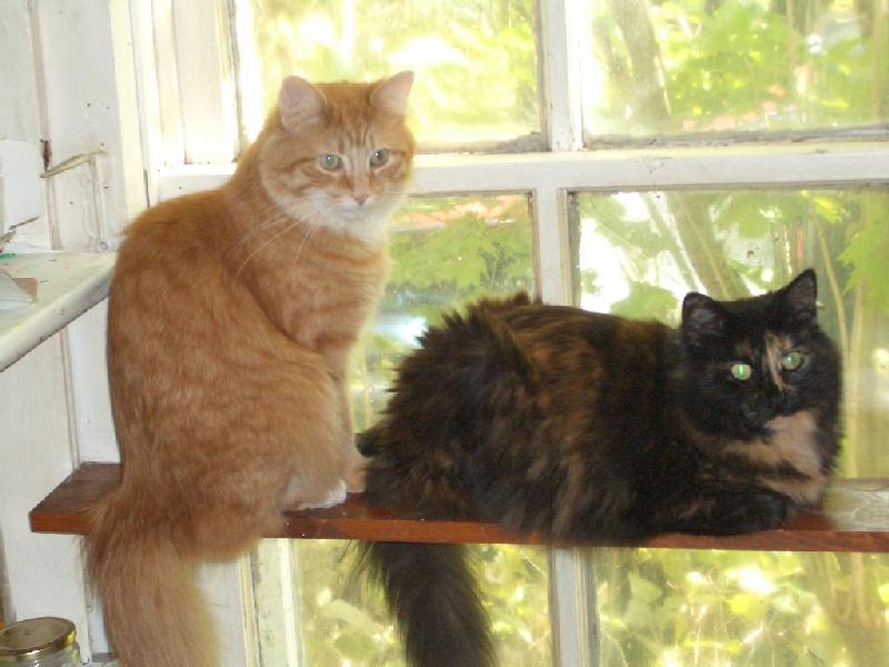 BB and Sammi