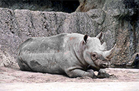 rhino before retouching