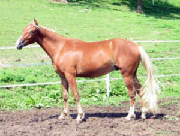 Rohosm1.jpg