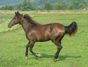 Susiegallopsmaller.JPG