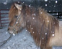 Vikingur1small.jpg