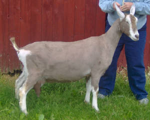 fern_2009.jpg