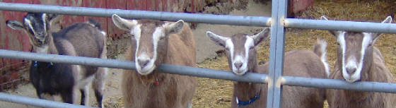 goat_fence.jpg