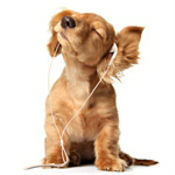 All 4 Paws logo