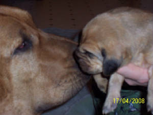 bittyandpuppies007.jpg