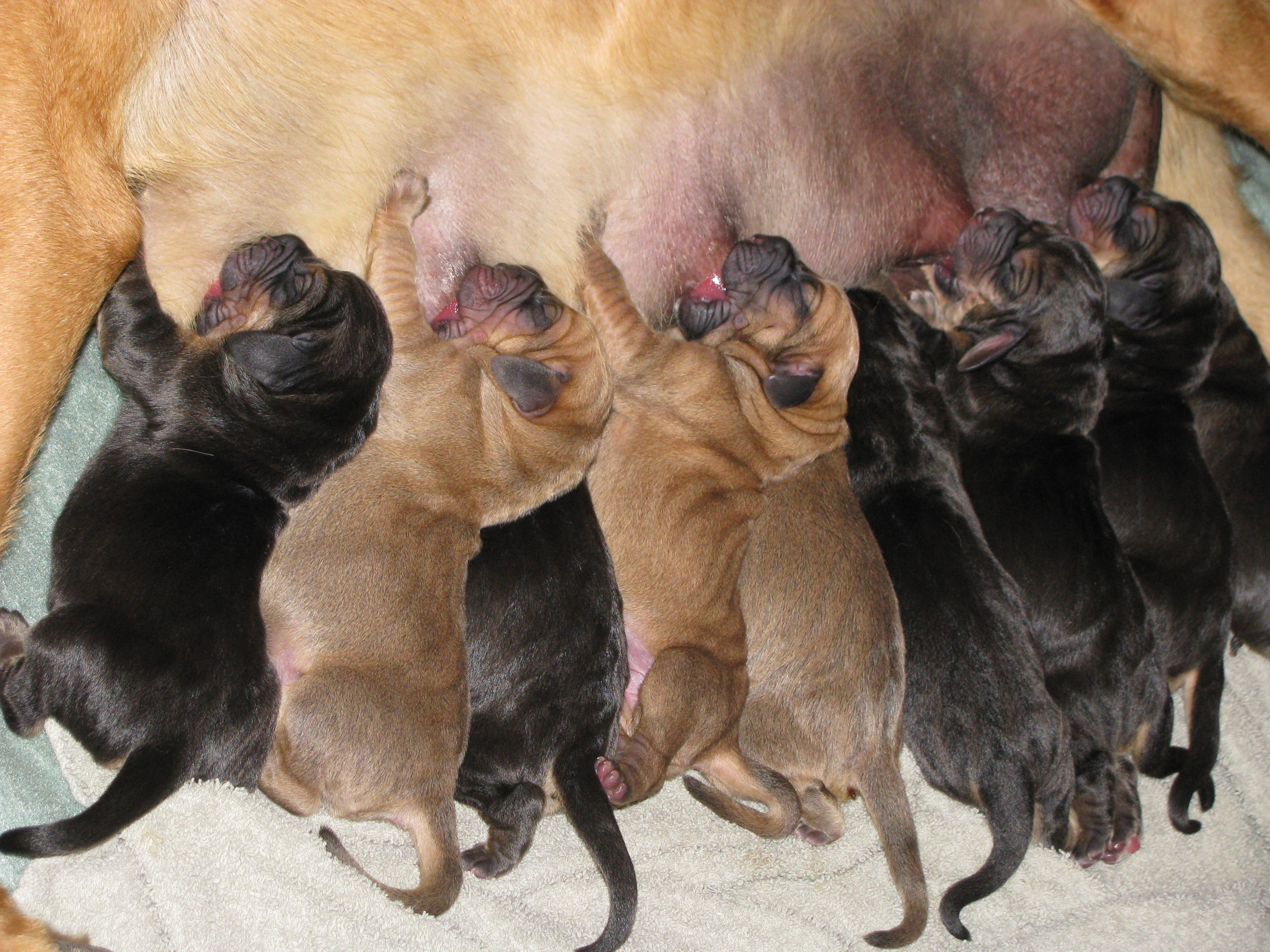 bittysbabies.jpg
