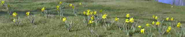 Daffodil.jpg