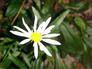daisy.jpg
