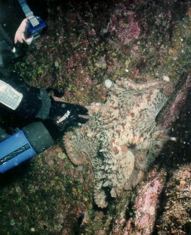 pender_octo2.jpg (83515 bytes)