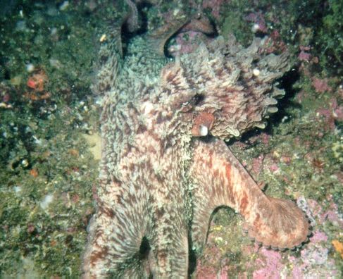 pender_octo3.jpg (101794 bytes)