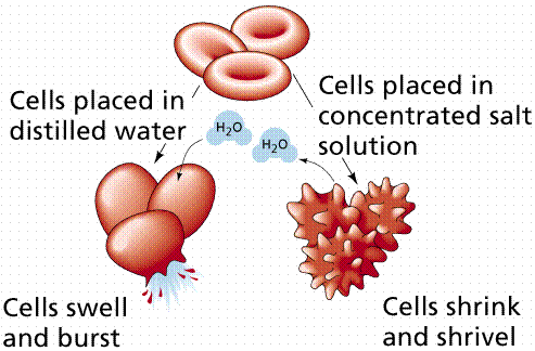 Image result for cells shrink