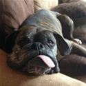 Funny_Dog