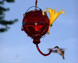 2007-07-13-Hummingbirds-034.jpg