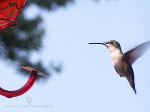 2007-07-14-Hummingbirds-024.jpg