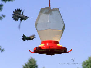 2007-08-12-Hummingbirds-027.jpg