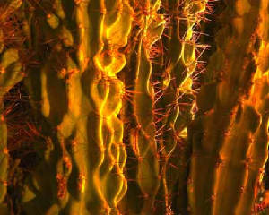 Cactus-1.jpg