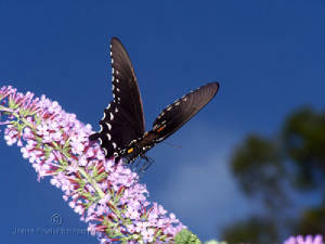 Insects-001.jpg