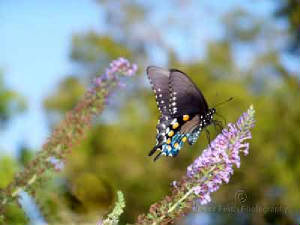 Insects-003.jpg