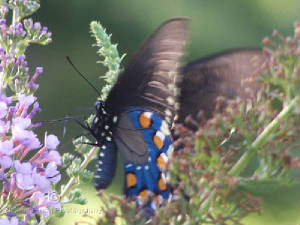 Insects-004.jpg