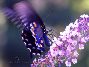 Insects-005.jpg