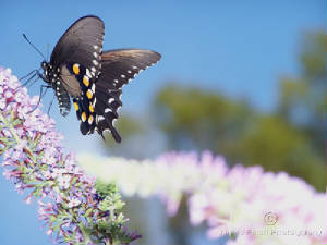 Insects-006.jpg