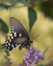 Nature-12.jpg