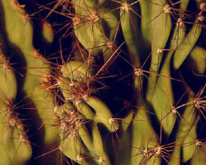 Nature-14.jpg