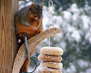 Squirrel-100_1313.jpg