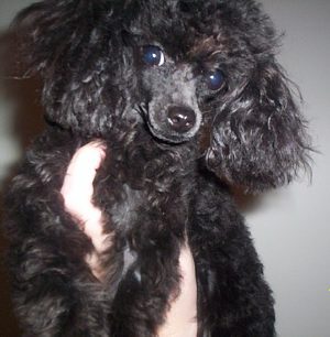 Daphne_Doo_002.jpg