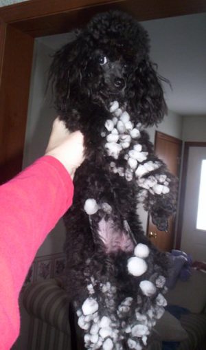 Daphne_the_snow_ball_-_1-2005.jpg