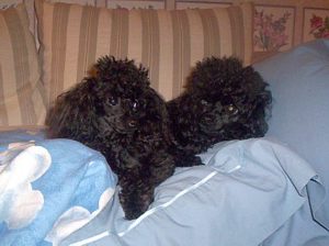 Jenna_and_Daphne_12-2-2004.jpg
