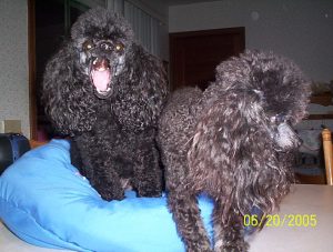June_2005_-_Jenna_and_Daphne_after_haircut_002.jpg