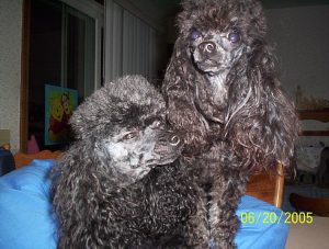 June_2005_-_Jenna_and_Daphne_after_haircut_004.jpg
