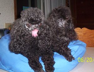 June_2005_-_Jenna_and_Daphne_after_haircut_006.jpg