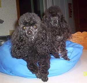 June_2005_-_Jenna_and_Daphne_after_haircut_007.jpg