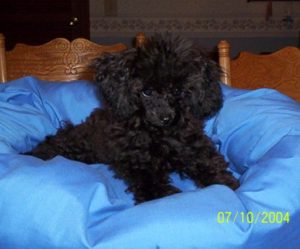 daphne_on_poodle_bed.jpg