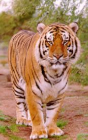 tiger.jpg