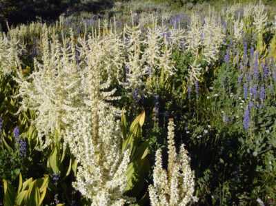 Wildflowers during our one break, near sunset