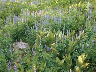 Wildflowers during our one break, near sunset